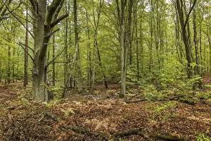 Forest, Spandauer Forst, Hakenfelde