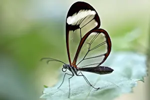 Forest spirit (Greta oto)