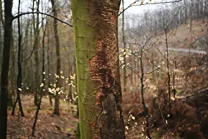 Forest in spring, Germany, Europe