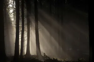 Forest, spruce forest