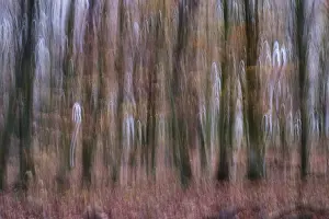 Framed Print : Forest stand with copper beech (Fagus silvatica)