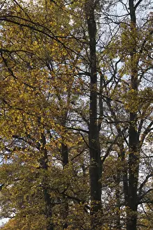 Forest stand with copper beech (Fagus silvatica)