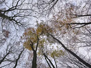 Framed Print : Forest stand with copper beech (Fagus silvatica) Framed Print : Forest stand with copper beech (Fagus silvatica)