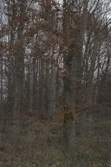 Forest stand with copper beech (Fagus silvatica)