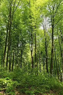 Forest stand with copper beech (Fagus silvatica)