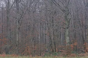 Forest stand with English oak (Quercus robur) and copper beech (Fagus silvatica)