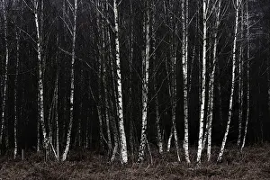 Forest stand with sand birch (Betula pendula)