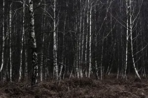 Forest stand with sand birch (Betula pendula)