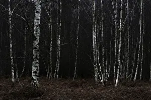 Forest stand with sand birch (Betula pendula)