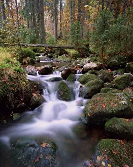 Forest stream, Bavarian Forest National Park