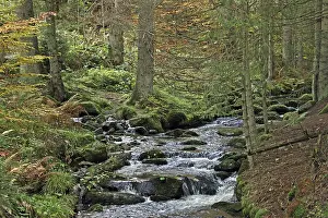Forest stream with flowing water