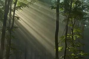 Forest with sunbeams shining through the trees and creating a peaceful atmosphere