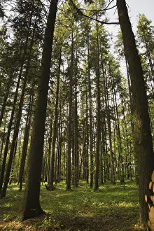 Forest of tall evergreen trees in spring