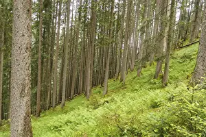 Forest with tall trees and green ferns on a slope