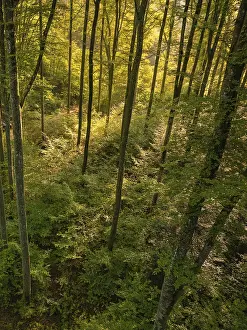 Forest with tall trees through which the sun's rays fall