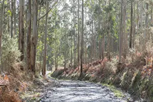Forest of Tasmanian Blue Gum, Southern Blue Gum or Blue Gum (Eucalyptus globulus)