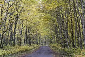 Forest track in autumn, Jacques-Cartier National Park