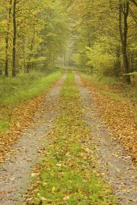 Forest track in the autumn, Lower Saxony
