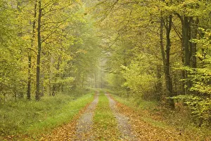 Forest track in the autumn, Lower Saxony