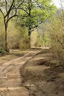 Forest track at bandhavgarh national park madhya pradesh India