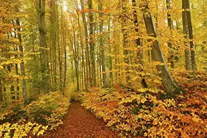 Forest track through discoloured Common beeches (Fagus sylvatica)