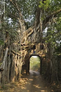 Forest track leading through an ancient gate with Banyan tree (Ficus benghalensis)
