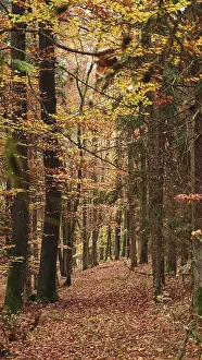 A forest trail with autumn leaves and tall trees in a quiet atmosphere