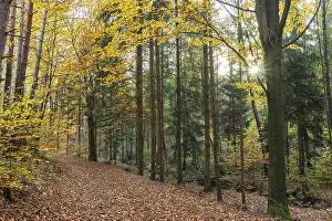 Forest trail through the colorful autumn forest