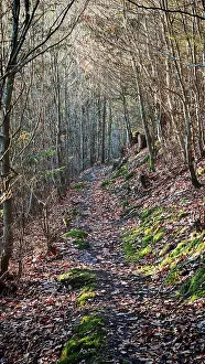 Forest trail covered with leaves surrounded by trees