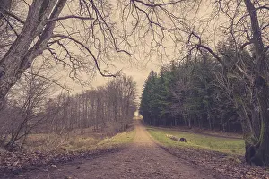 Forest trail in the fall surrounded by pine trees