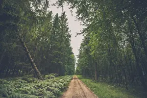 Forest trail with fern and a fallen pine tree