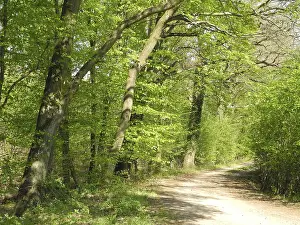 Forest trail, forest path, spring forest