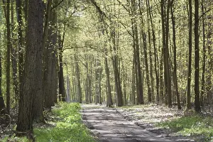 Forest trail, forest path, spring forest