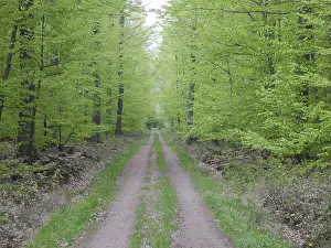 Forest trail, forest path, spring forest