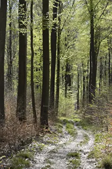 Forest trail, forest path, spring forest