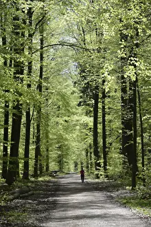 Forest trail, forest path, spring forest