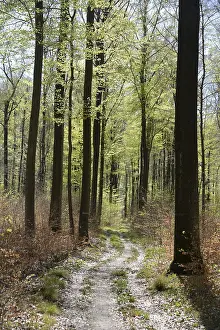 Forest trail, forest path, spring forest