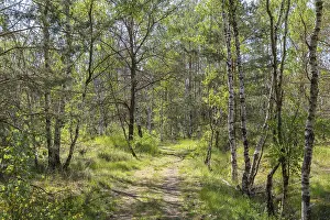 Forest trail Heidepfad through the Gohrischer Heide near Groeditz