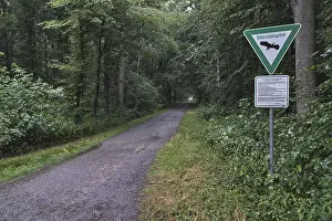 Forest trail leads through deciduous forest when it rains