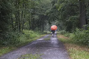 Forest trail leads through deciduous forest when it rains