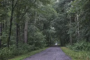 Forest trail leads through deciduous forest when it rains