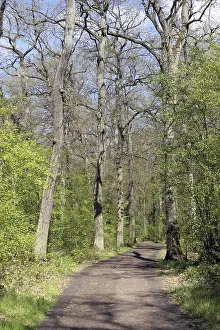 Forest trail in spring