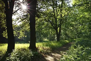Forest Trail Sun Trees Path Hiking Trail