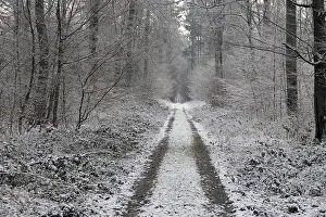Forest trail in winter