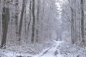 Forest trail in winter