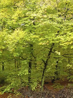 Forest, tree, trees, forest, nature