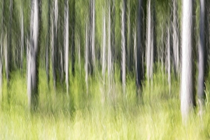 Forest, trees, blurred, Bavaria, Germany, Europe