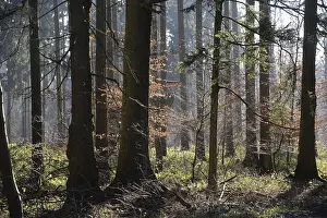 Forest, trees, forest, tree, winter