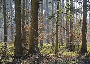 Forest, trees, forest, tree, winter