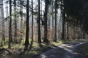 Forest, trees, forest, tree, winter